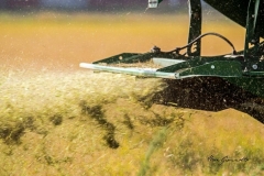 SI-ENTRA-IN-CAMPO_big_image (3)